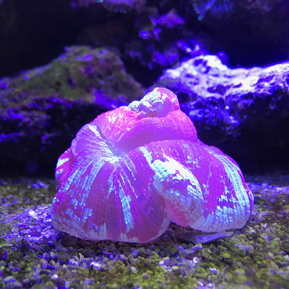 Seachem Reef Plus 500ml – vue de l'aquarium montrant le produit en action.