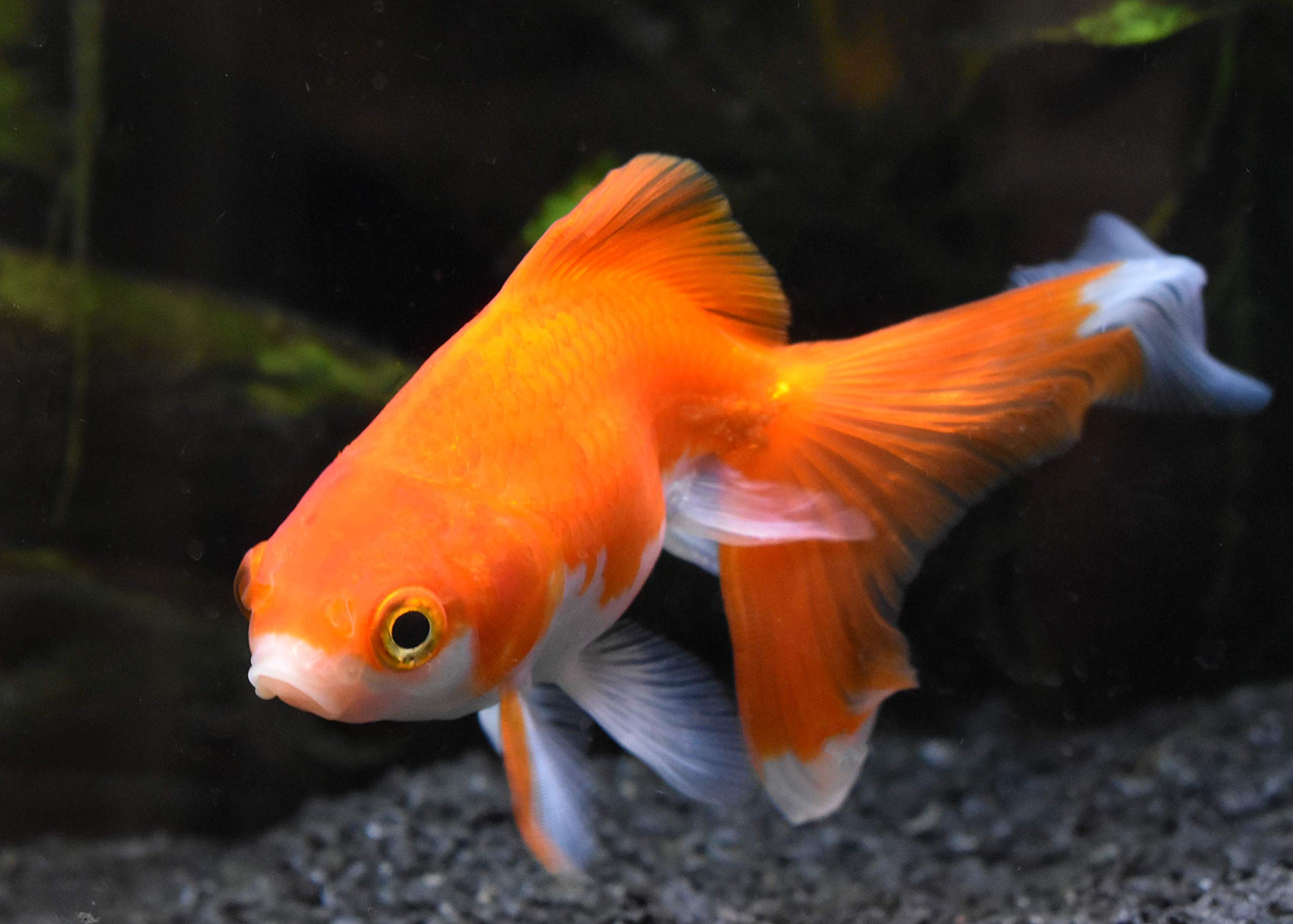 Seachem Replenish, goutte 4l, aide à prévenir le stress osmotique chez les poissons.