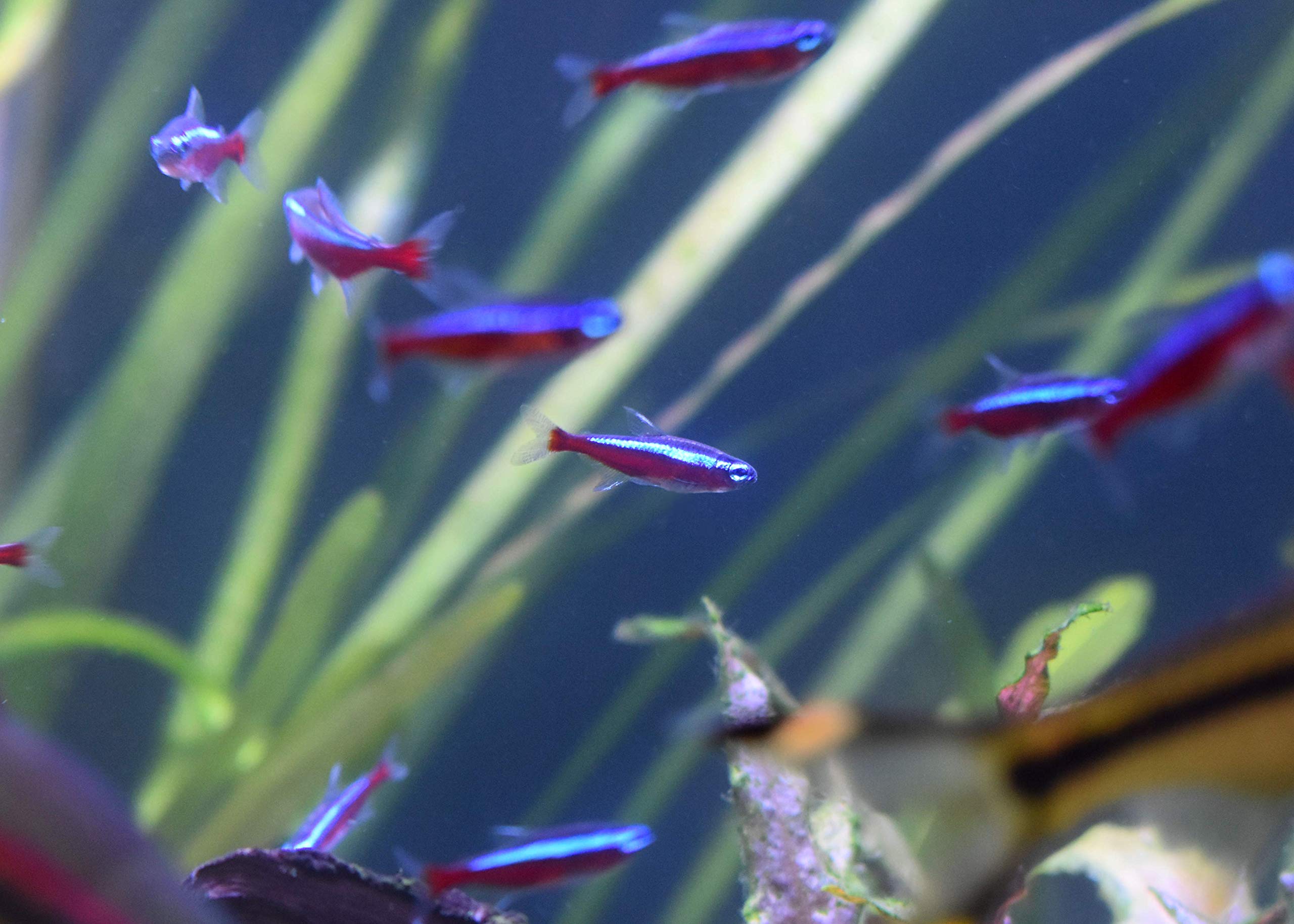 Eau claire et stable après Stability dans un aquarium d'eau douce ou marine.