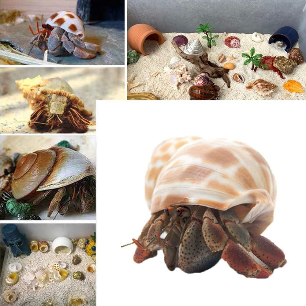 SEAJIAYI Coquilles Hermit – décor nautique élégant pour rafraîchir un espace d’exposition