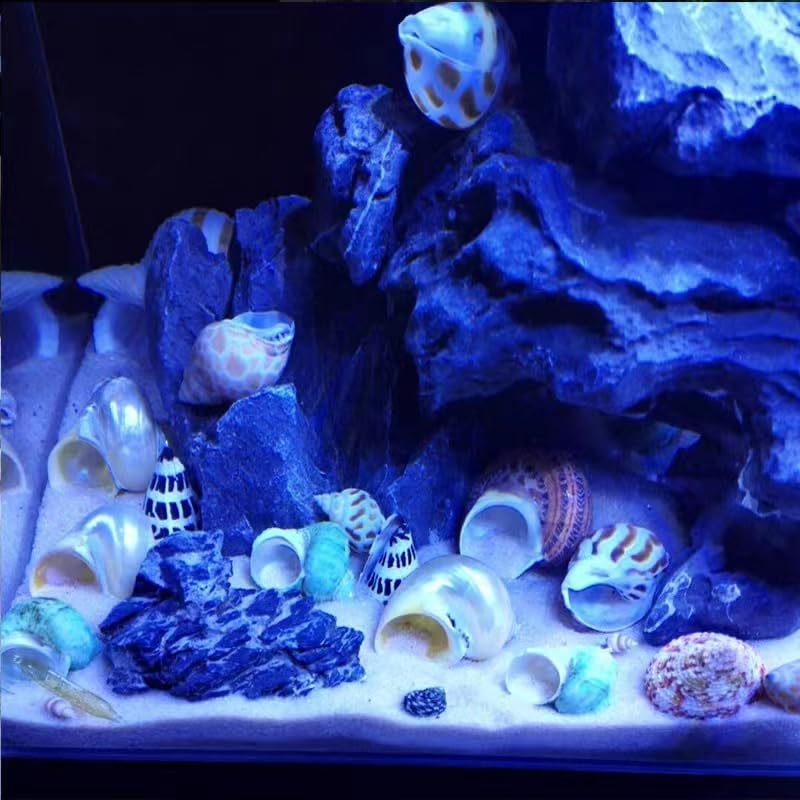 SEAJIAYI Coquilles Hermit – présentées dans un support en verre pour décor maritime