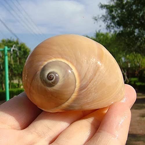 Coquilles SEAJIAYI Hermit – coquilles naturelles non peintes, pour un habitat simple et sûr