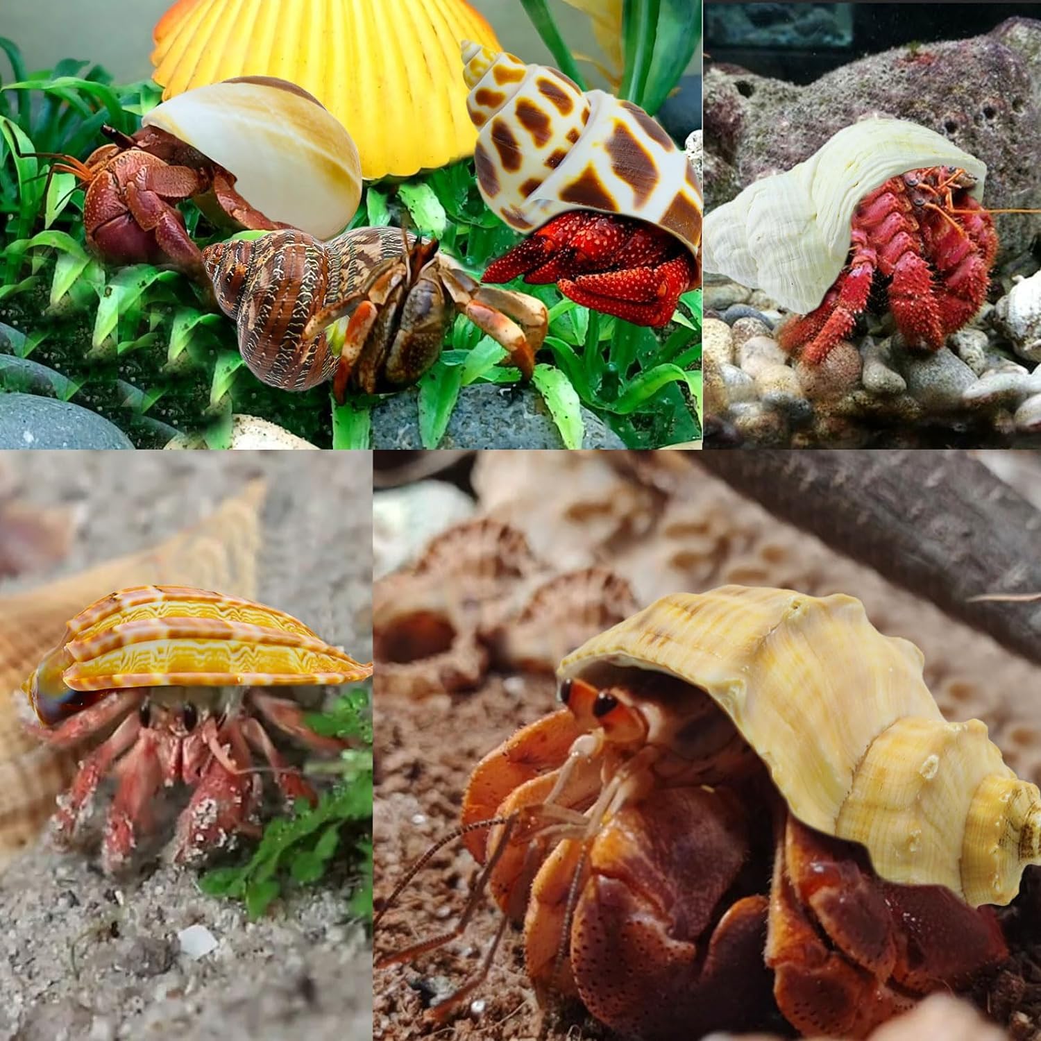 SEAJIAYI Hermit – coquilles avec ouvertures 0,5–1,9 pouces, choix pratique pour hermit crab en croissance