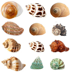 Coquilles SEAJIAYI Hermit Turbo – vue générale des 12 coquilles assorties pour habitat varié