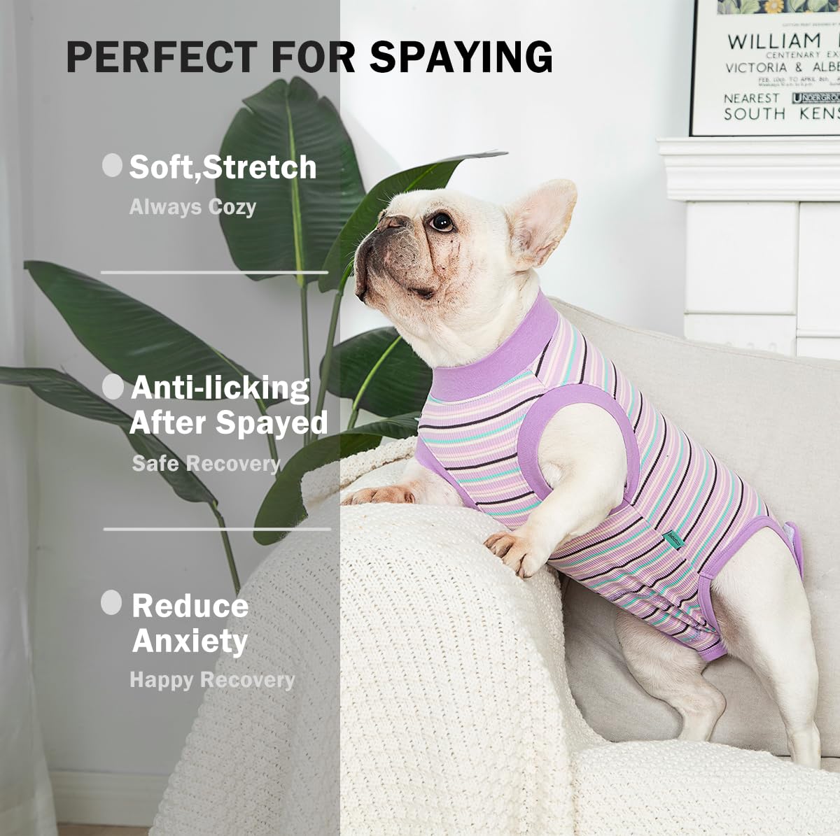 Sebidtco veste de soin après chirurgie pour chien femelle