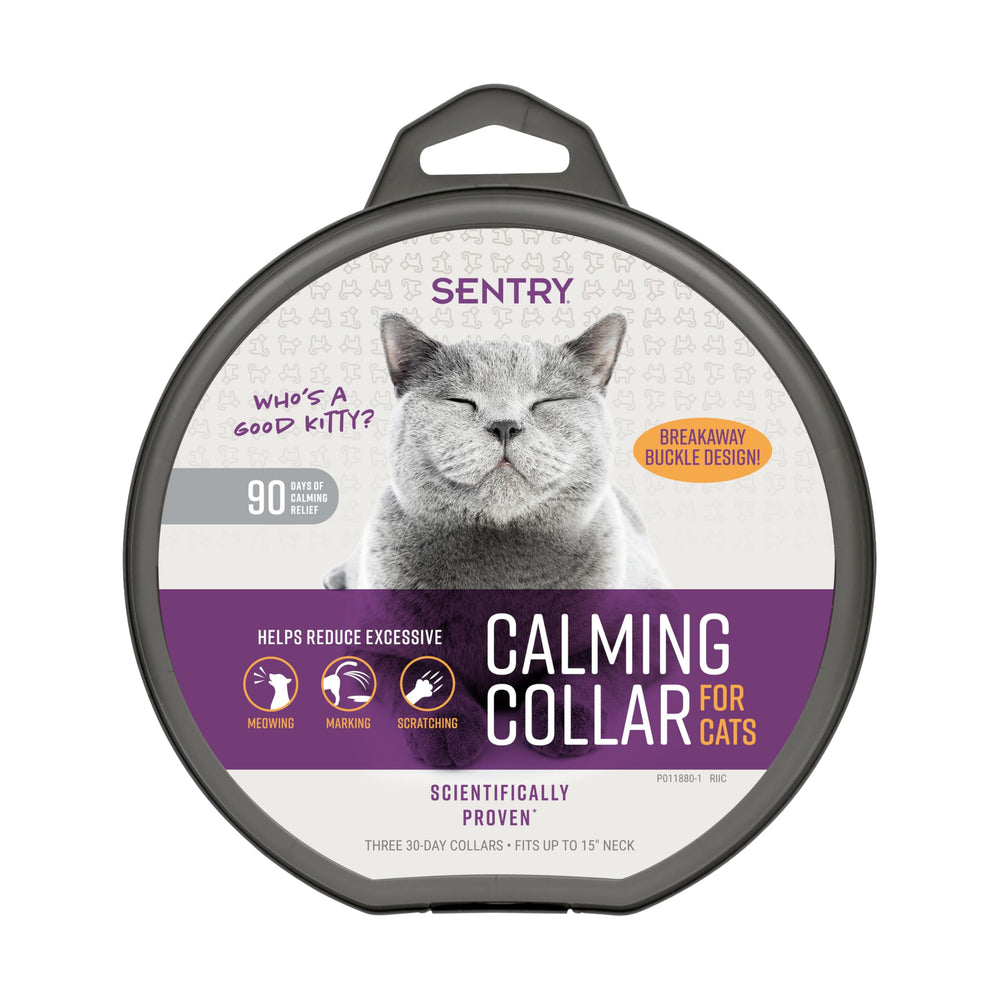Chat portant le collier apaisant Sentry, potentiel réconfort lors de situations stressantes.