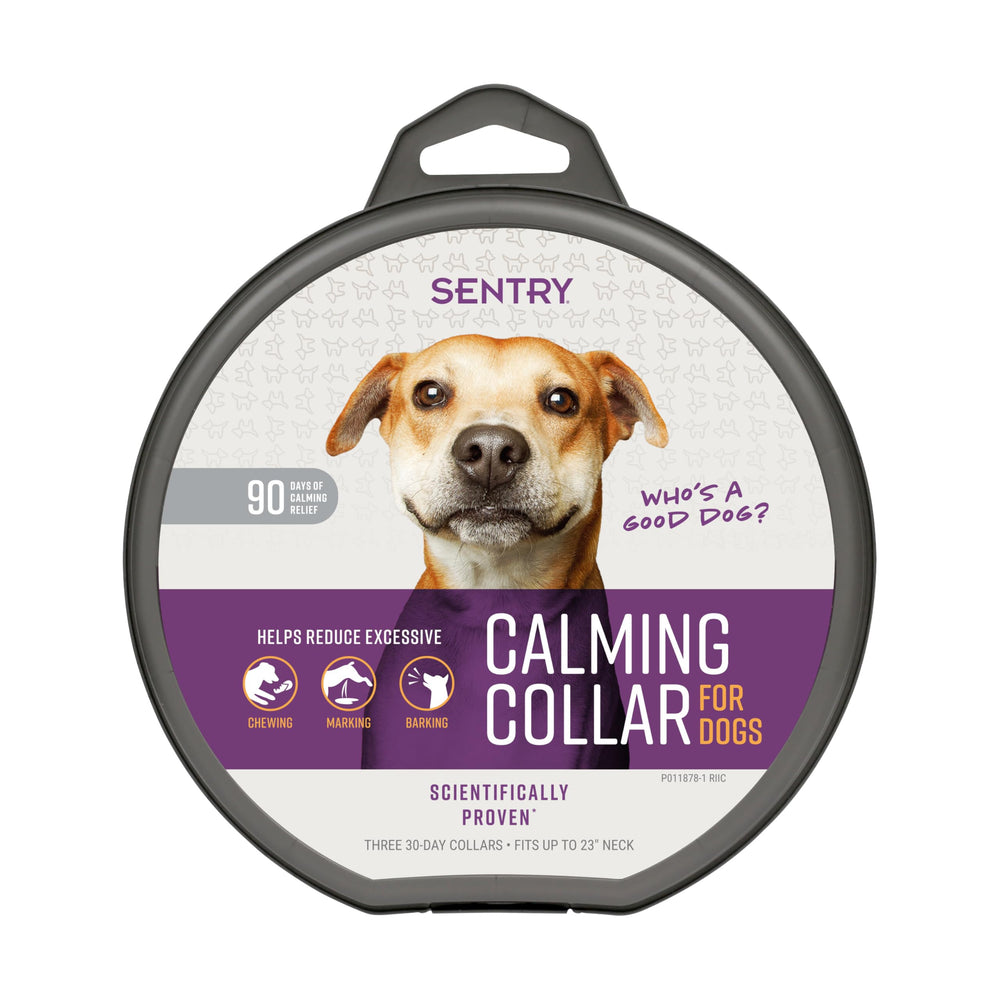 Sentry collier apaisant chien en action lors d un orage pour calmer le chien
