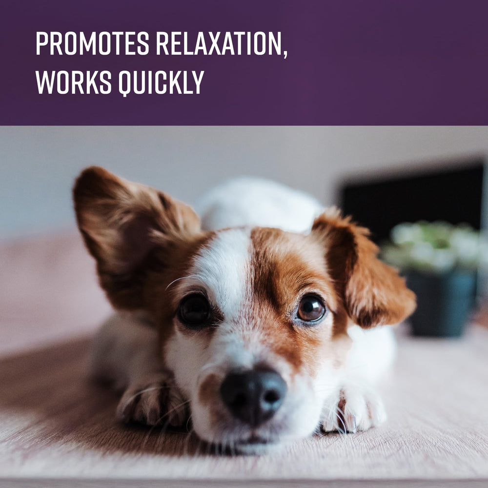 Usage quotidien de l’onguent SENTRY pour chien – routine apaisante.