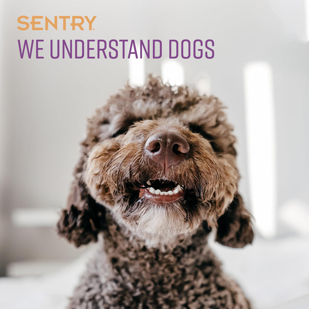 Phéromones SENTRY pour chien – aide potentielle en situations stressantes.