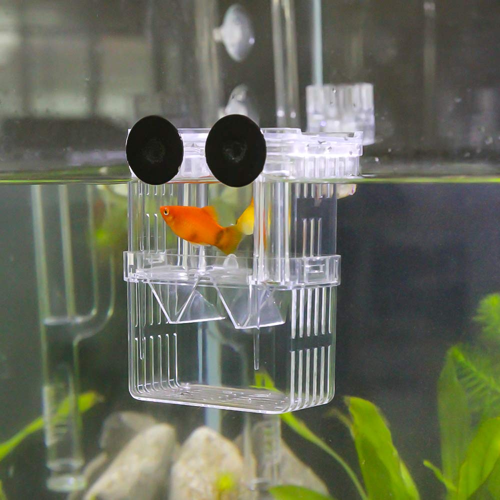 Senzeal: élevage crevettes, boîte adaptée pour micro-habitats.