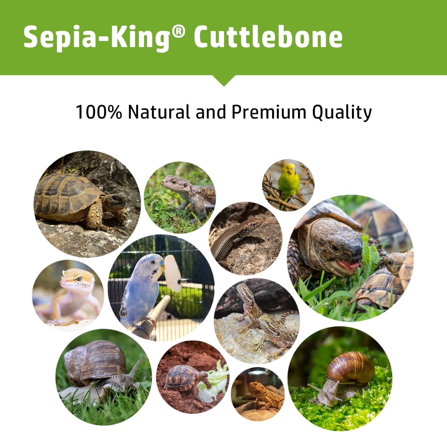 Sepia King emballage os de seiche – conservation pratique et usage domestique.