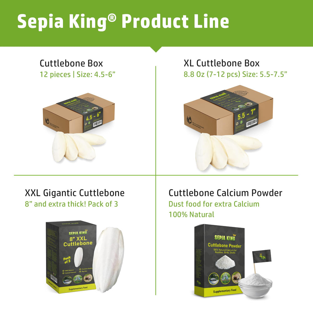 Sepia King os de seiche pour tortues – option calcique naturelle.