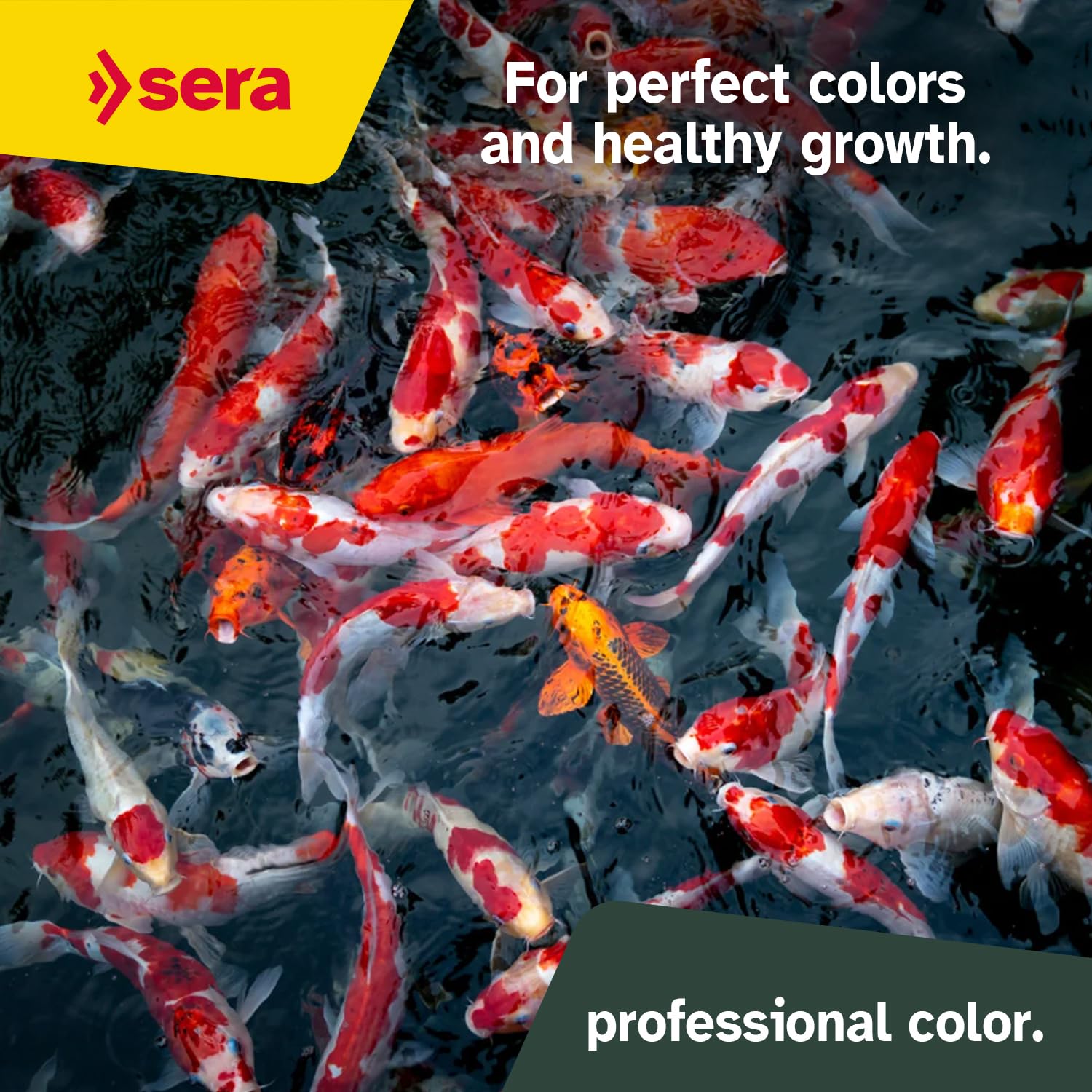 Sera Koi Professional Color spiruline-haematococcus, ingrédients naturels et couleur.