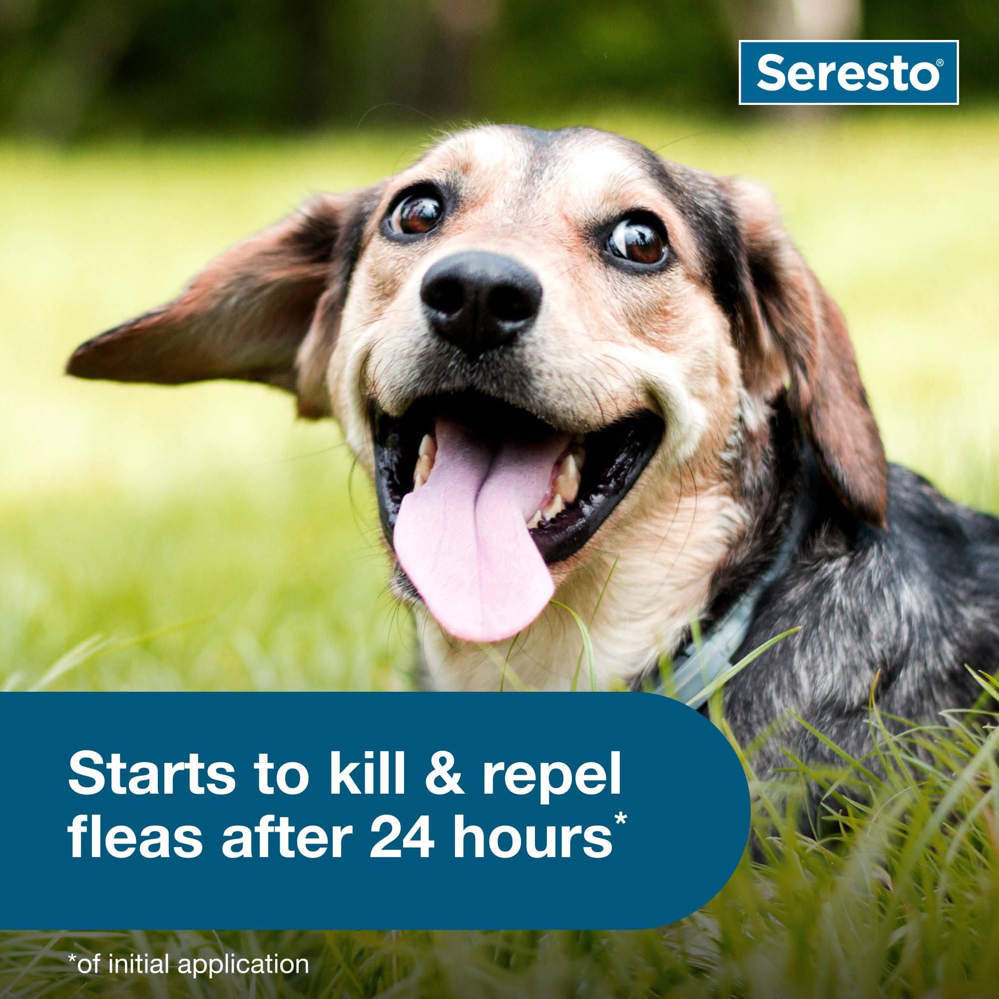 Seresto collier petit chien, efficace après baignade et pluie