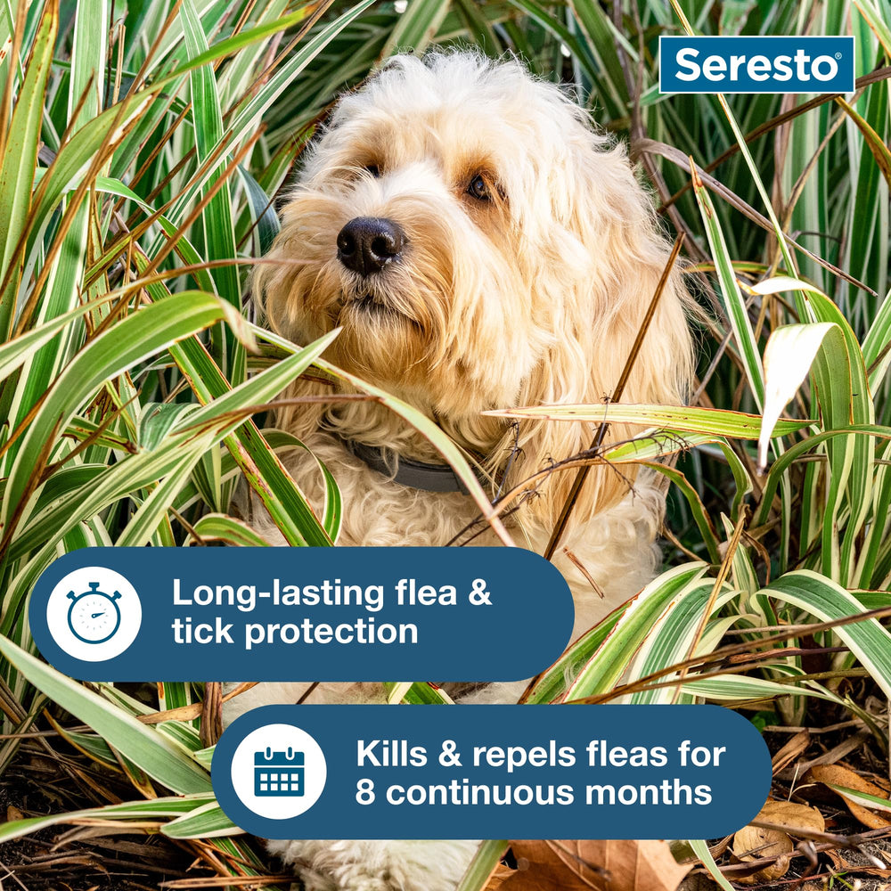 Seresto collier petit chien, sans odeur et agréable à porter