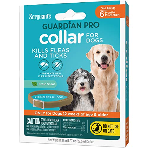 Chien en promenade, collier Guardian Pro sentant frais.