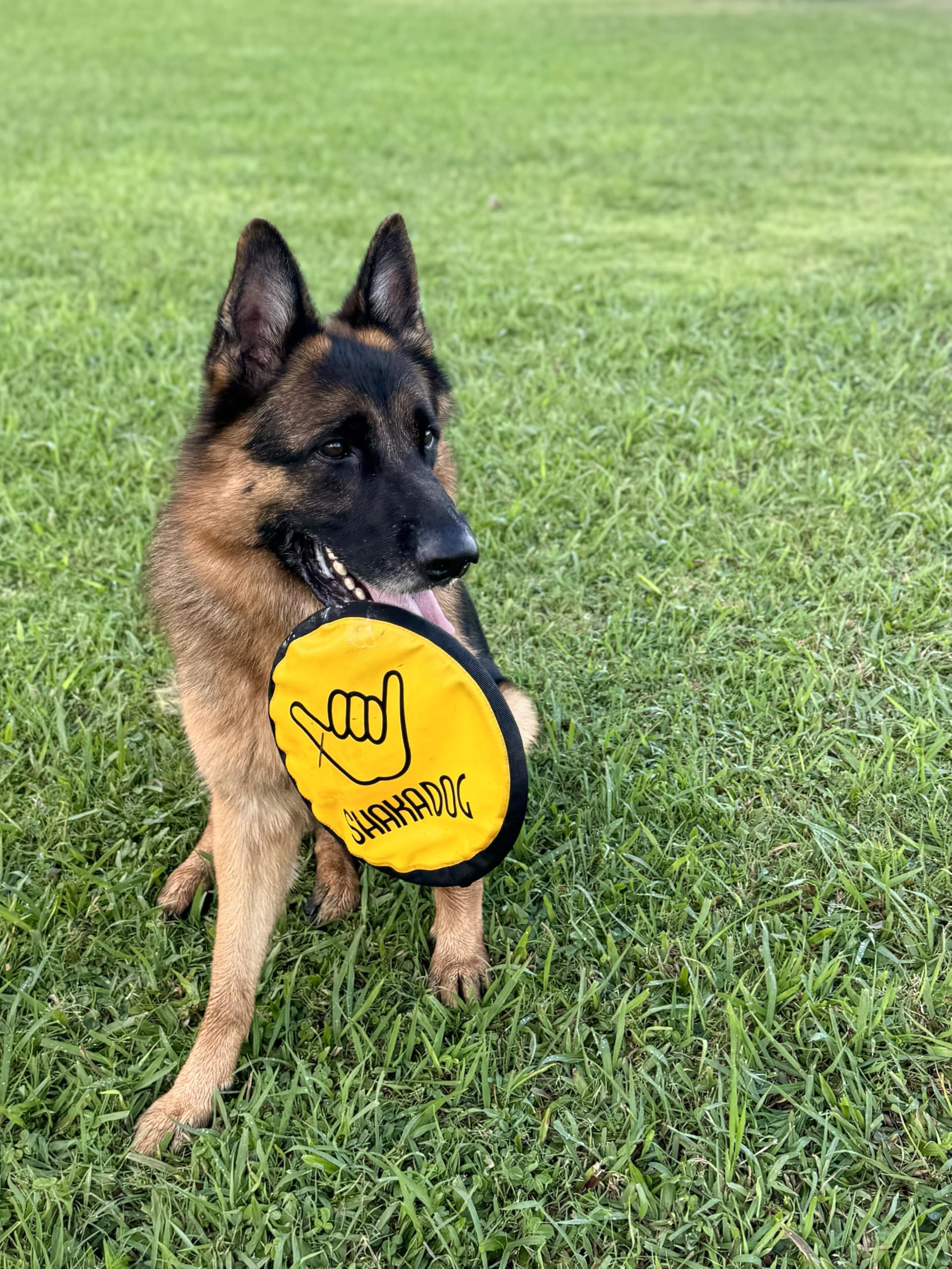 Disque canin volant Shaka ZippyToss, conçu pour un divertissement actif en extérieur.