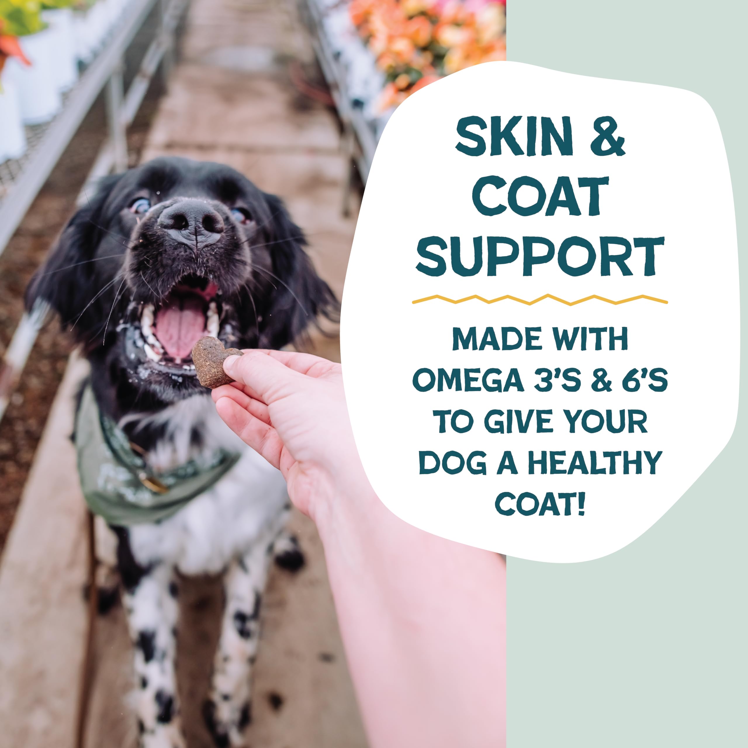 Omega-3 et Omega-6 pour peau et pelage – Shameless Pets Bananas for Bacon.