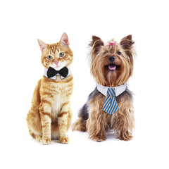 Shappy cravate ajustable pour chat et chien, facile à enfiler