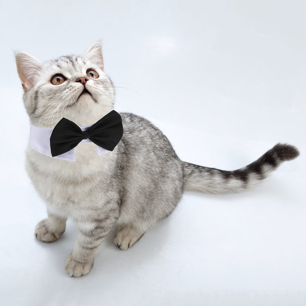 Shappy cravate bleu pour animaux, idéal pour mariages et fêtes