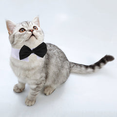 Shappy cravate bleu pour animaux, idéal pour mariages et fêtes