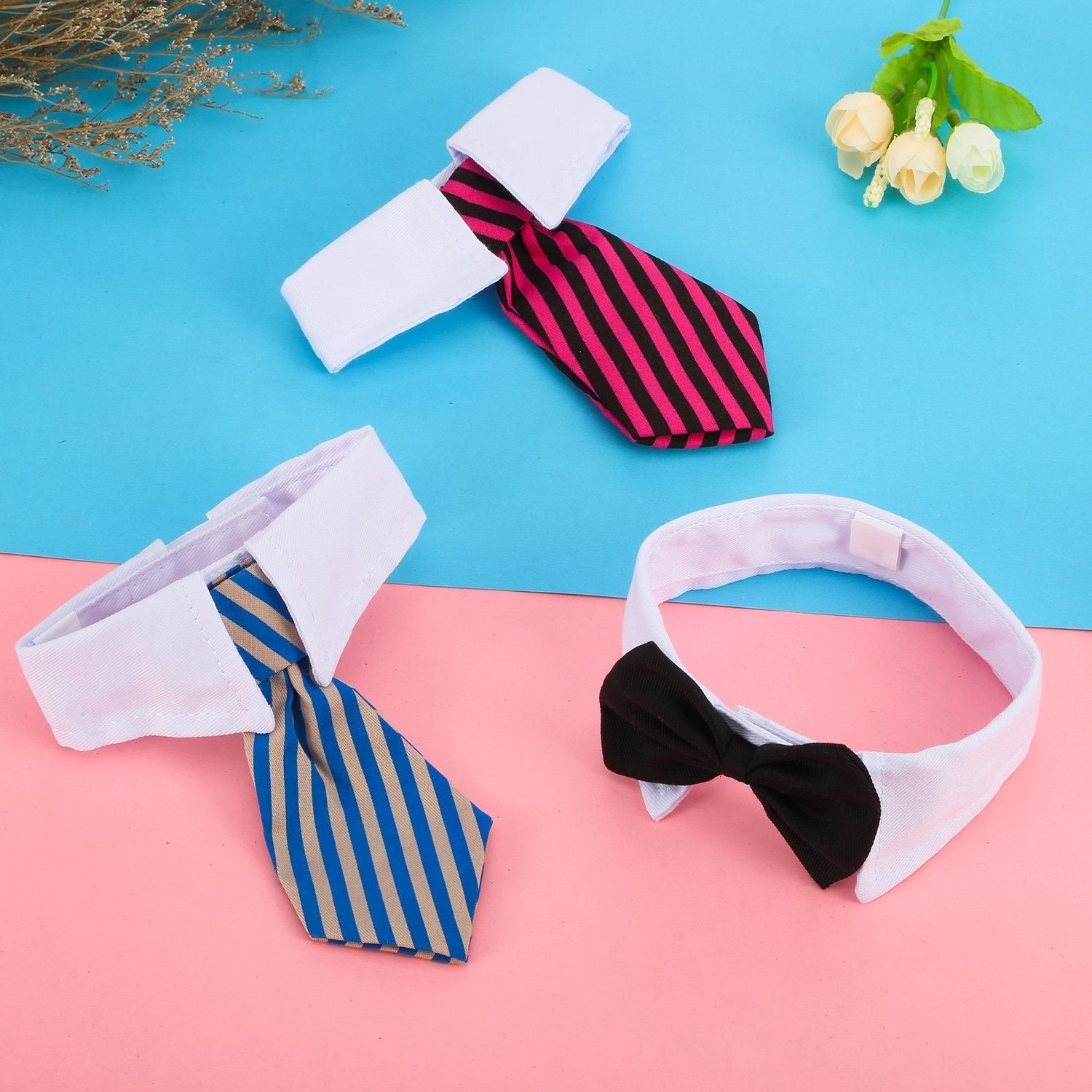 Shappy kit accessoires pour séances photos et sorties avec animaux