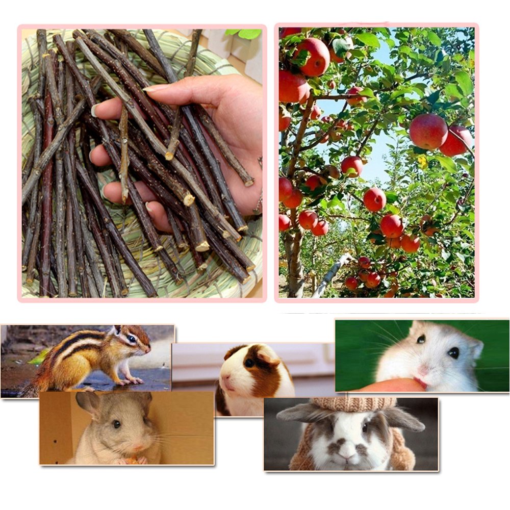 Sharllen bâtons-pomme-aide-dents-petits-animaux – soutien éventuel à la dentition.