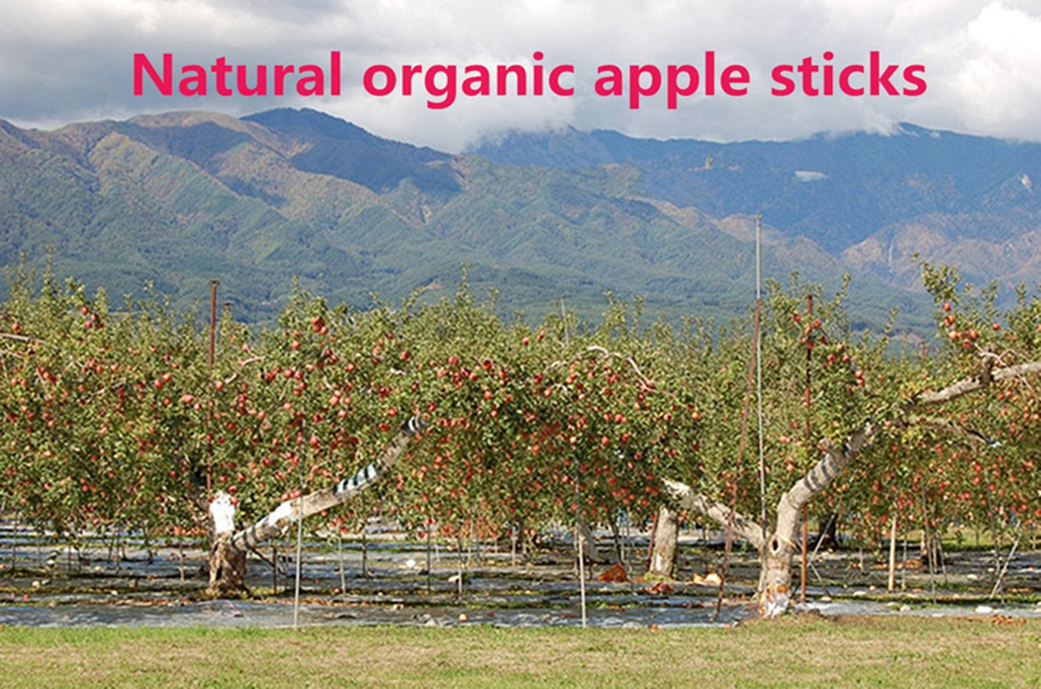 Sharllen tranches-pomme-arbre-couleur-naturelle : couleur naturelle et parfum délicat qui attire l'attention.
