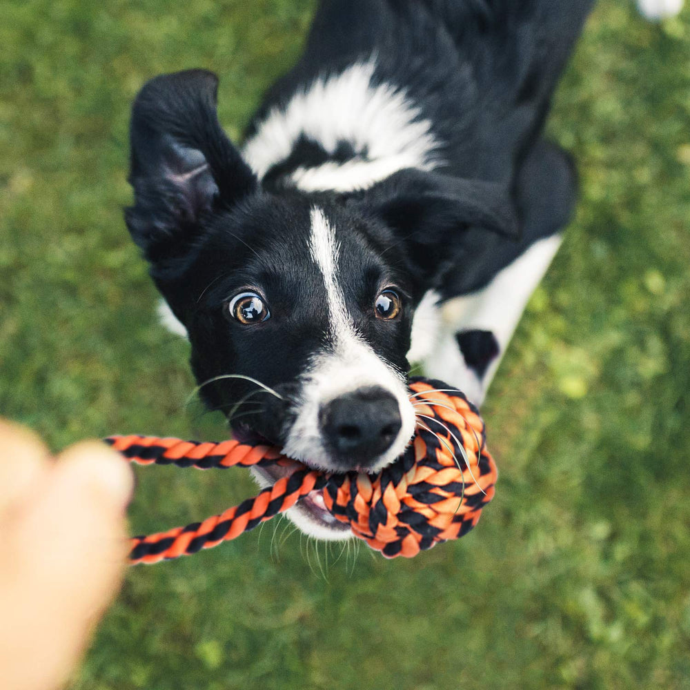 SHARLOVY : ensemble jouets grands chiens, variété pour divers jeux