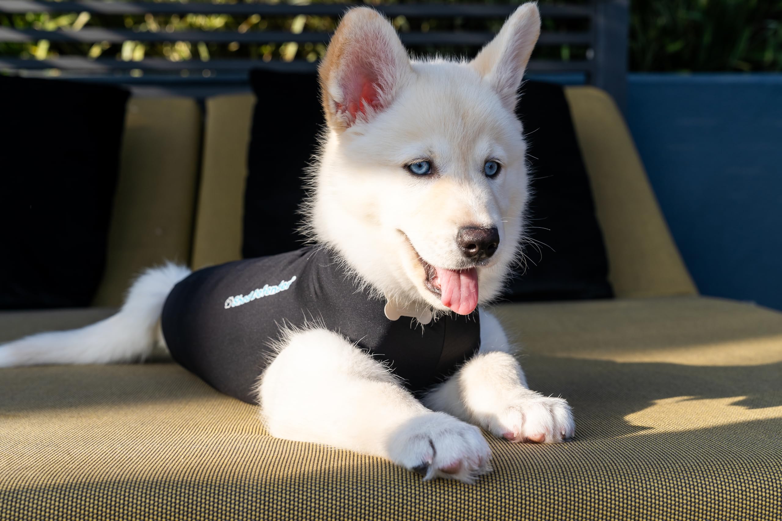 Shed Defender tissu respirable et écologique, pour le bien-être du chien.