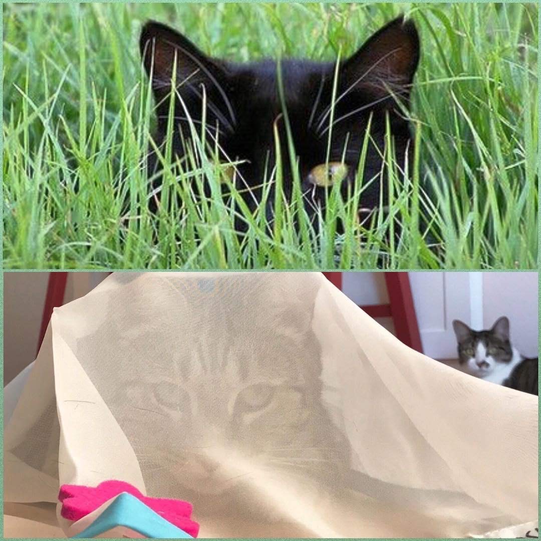 Sheer Fun For Cats: bords crinkle créent des sons qui captent l’attention