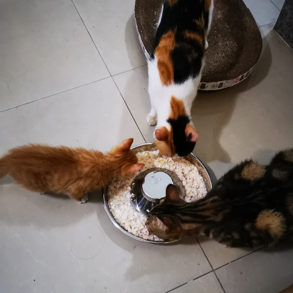 Bol repas et eau Sheldamy, pratique pour partager et hydratation quotidienne.