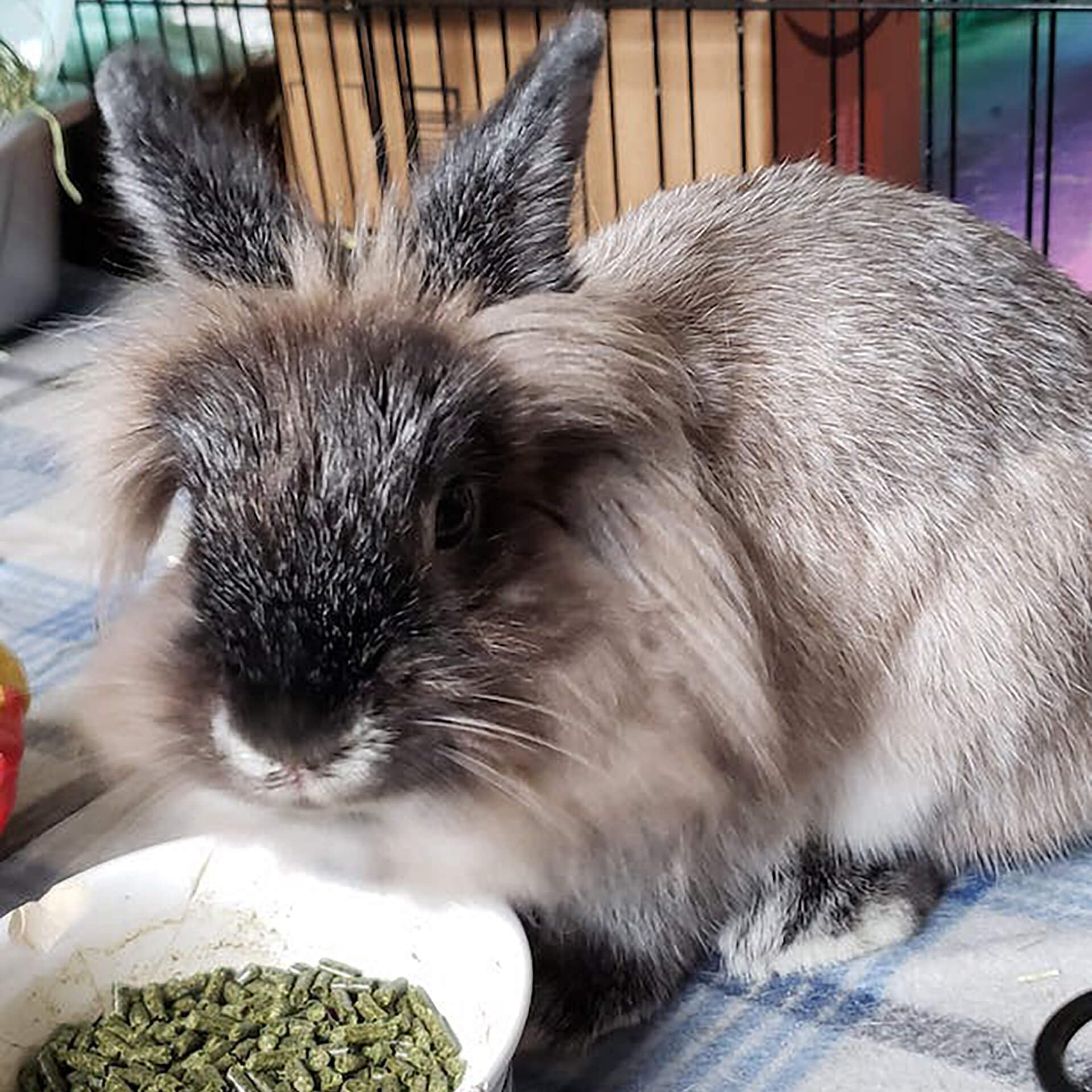 Sherwood Pet Health – lapin mangeant, soutien digestion naturel.