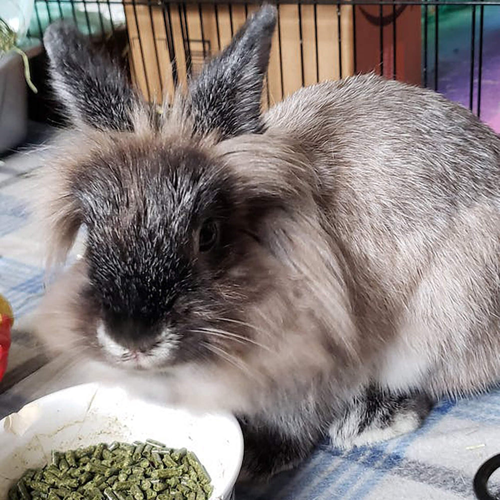 Sherwood Pet Health – lapin mangeant, soutien digestion naturel.