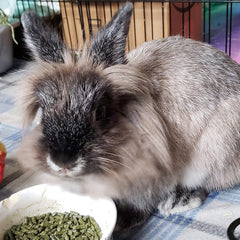 Sherwood Pet Health – lapin mangeant, soutien digestion naturel.
