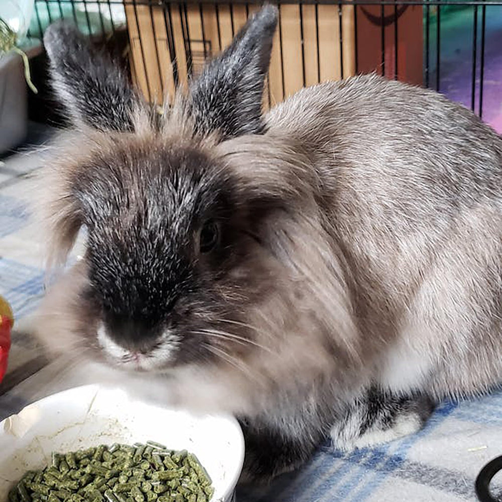 Oméga-3 et oméga-6 et antioxydants présents dans Sherwood Pet Health.