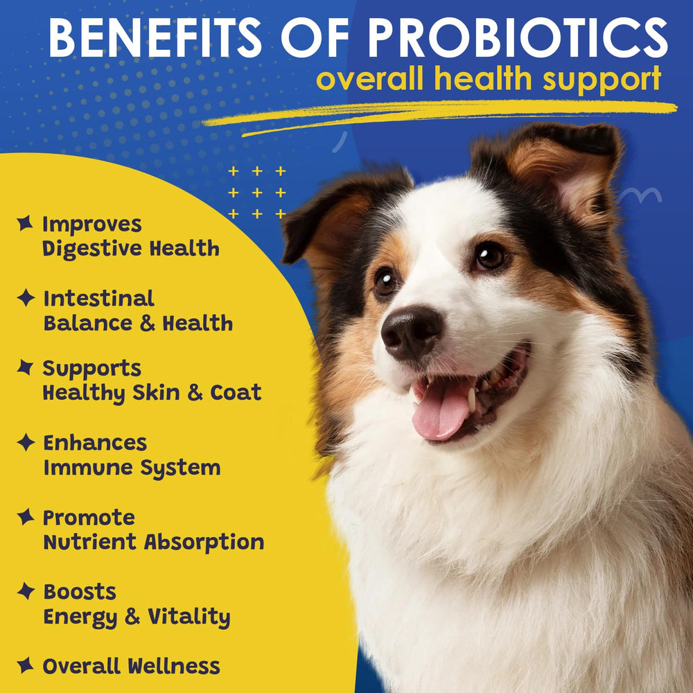 SHINEPAWS Probiotiques pour chien – ingrédients naturels pour la flore intestinale