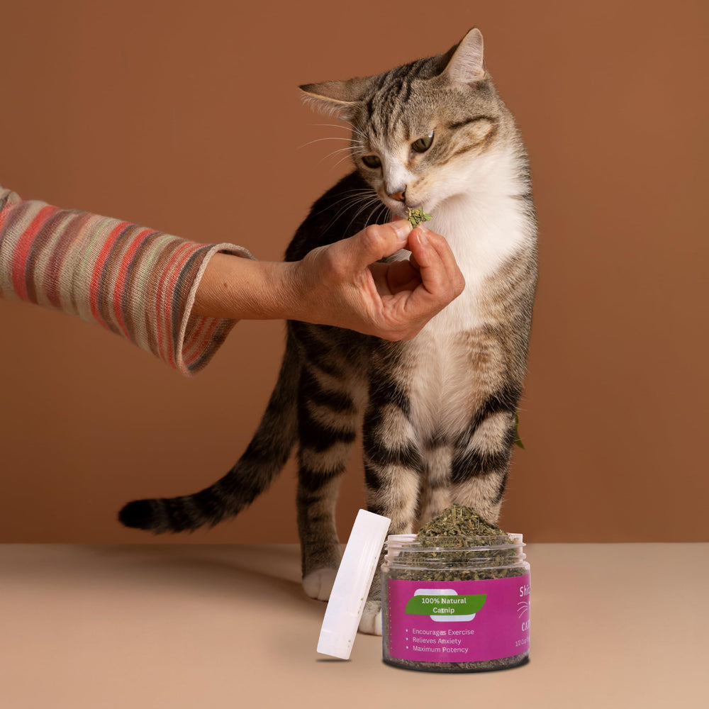 Shizhoo Catnip chat curieux réagit au parfum pour des moments d’entraînement doux.
