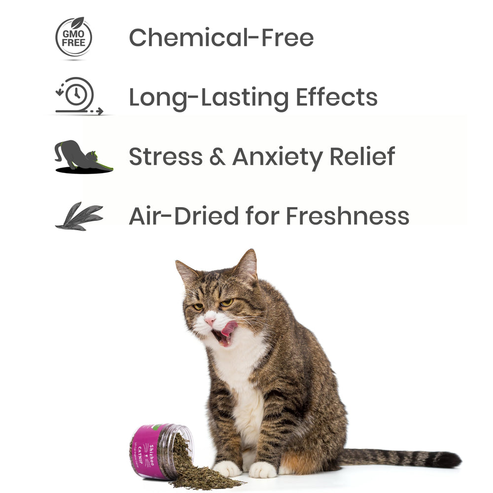 Shizhoo Catnip énergie ludique pour chats et chatons grâce à des arômes naturels.
