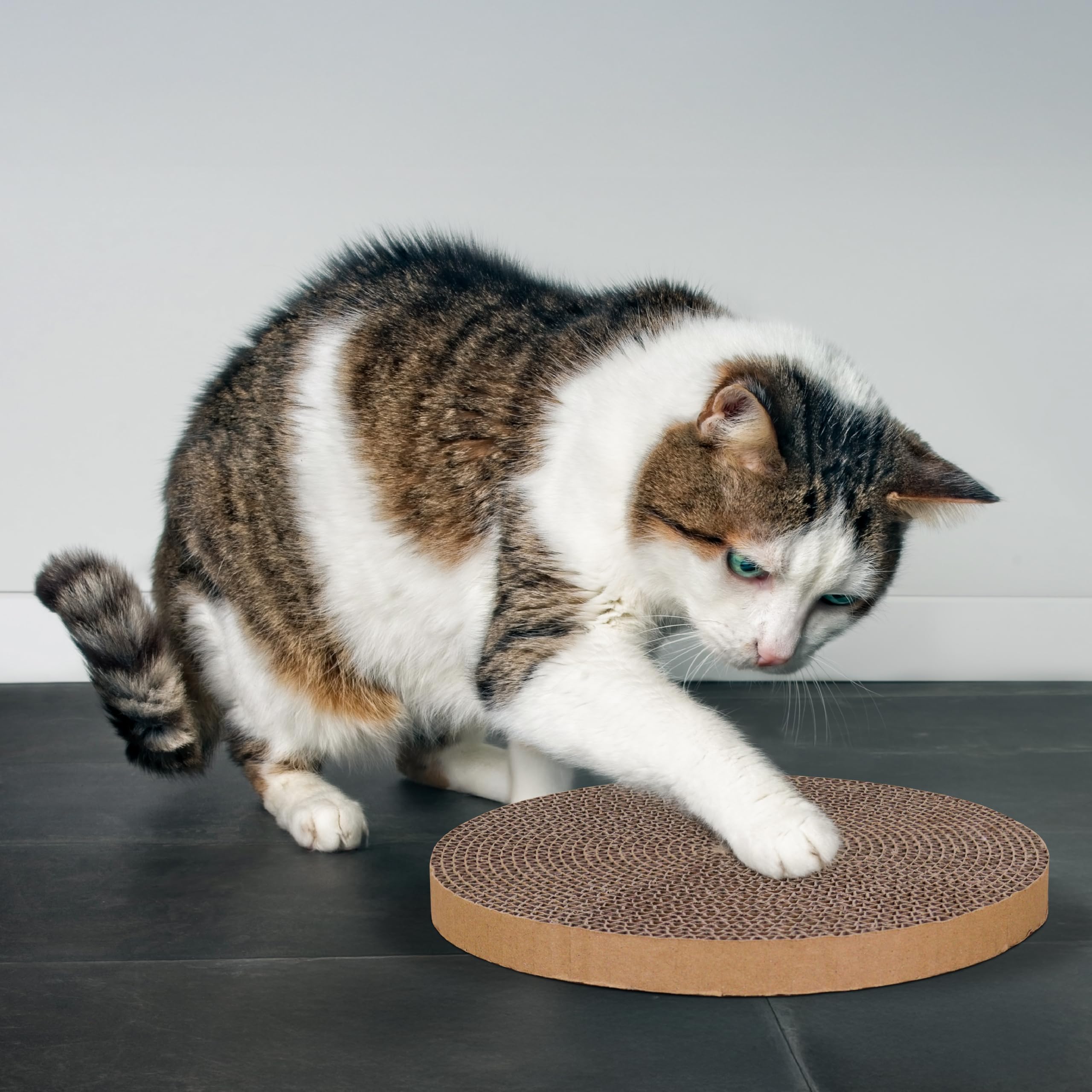 Shizhoo tapis relief stress chat, exutoire pour le grattage.