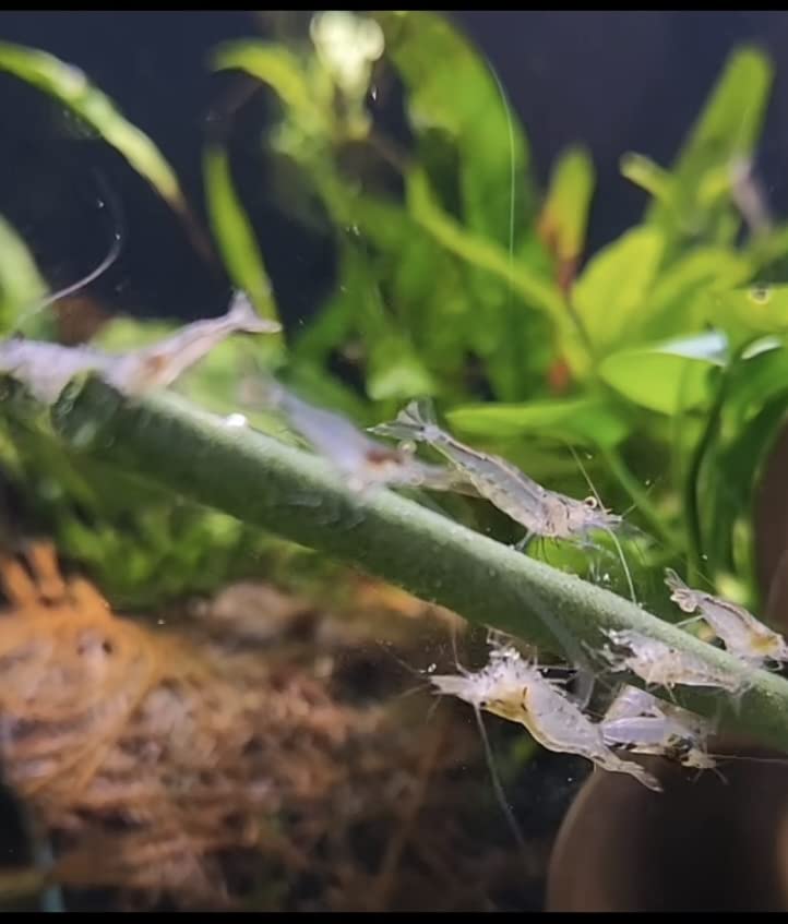 Shrimptastic Aquatics Pack Nano Sucette, crevettes cerises en alimentation naturelle.