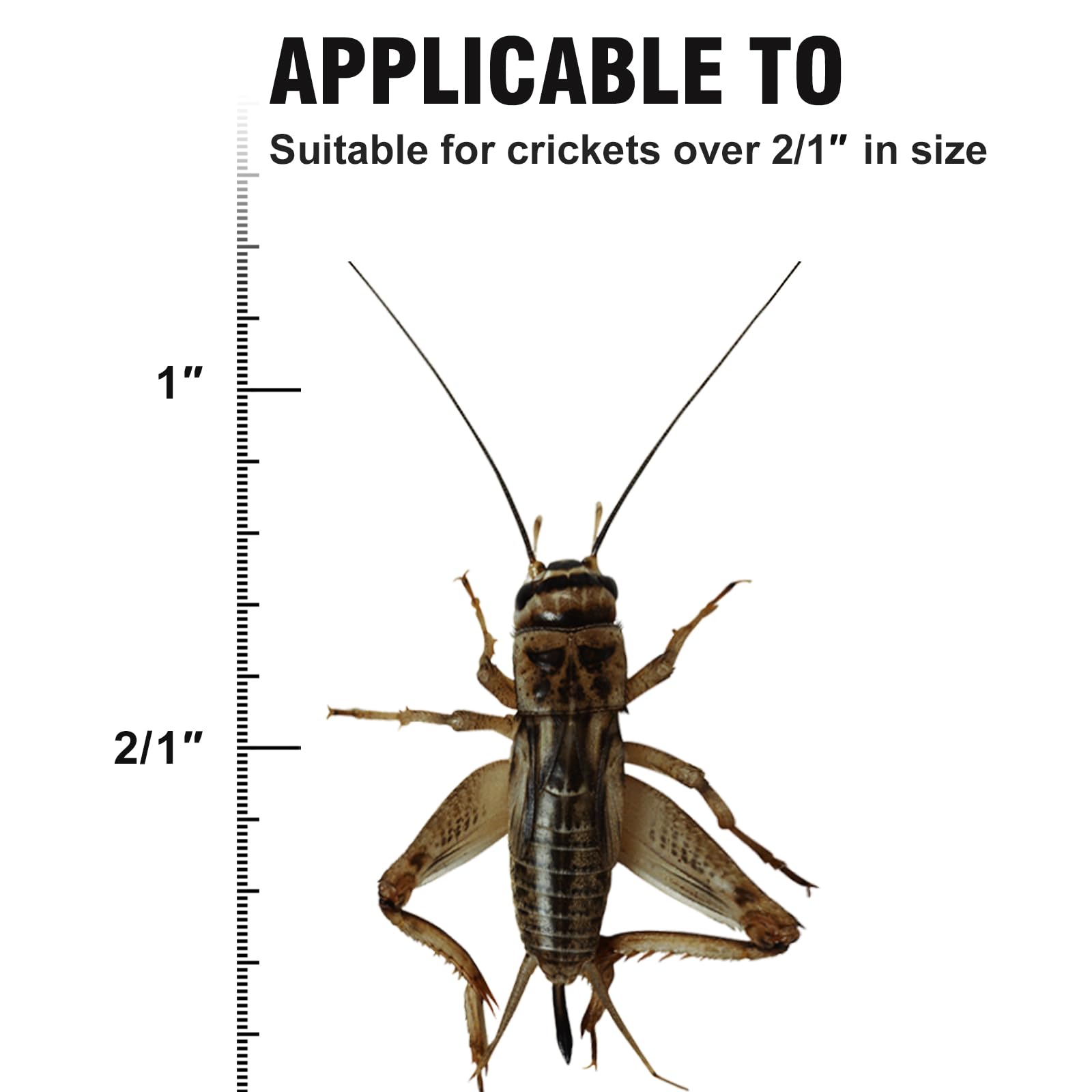 SIKGFPN Reptile Cricket Keeper – espace spacieux pour héberger plusieurs grillons