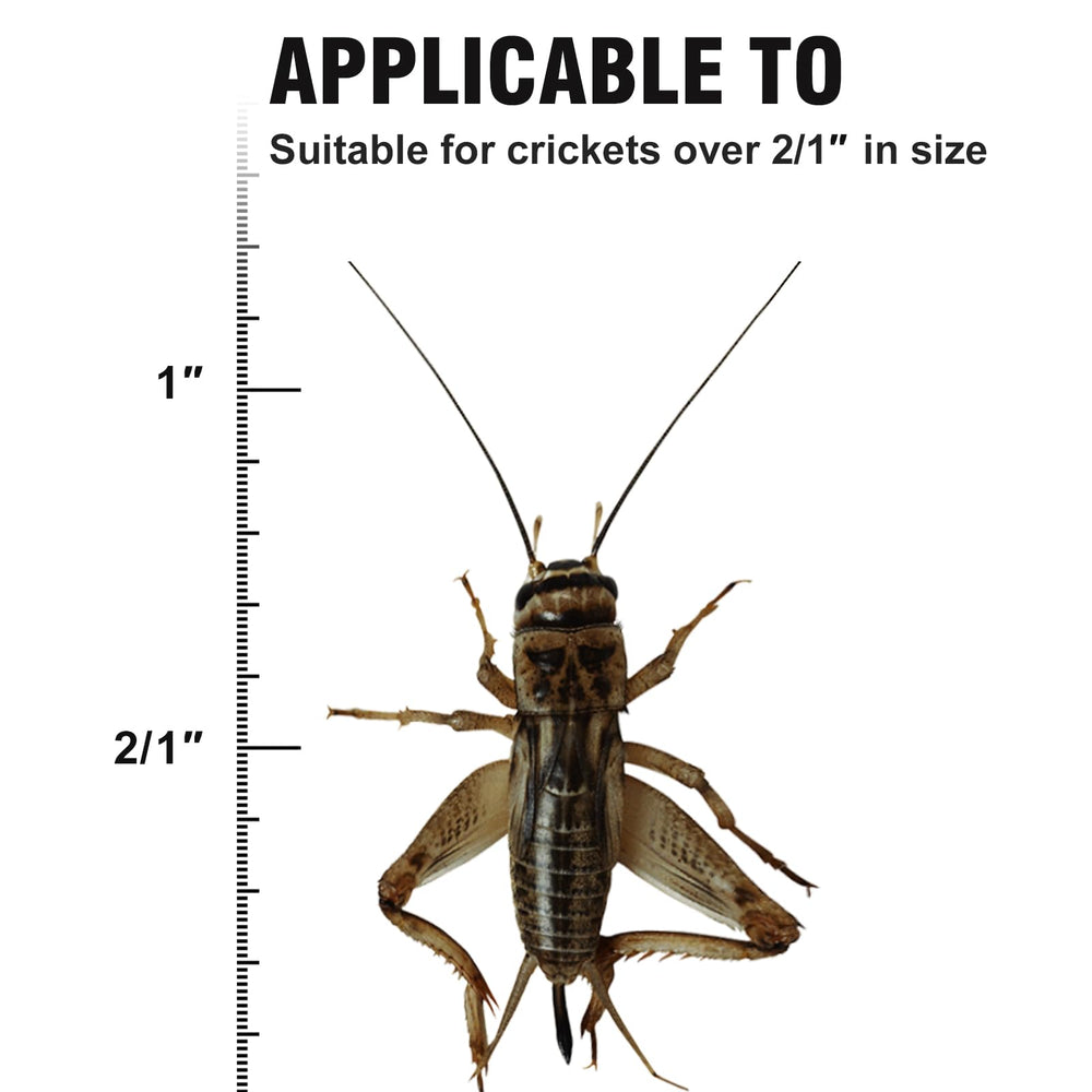 SIKGFPN Reptile Cricket Keeper – espace spacieux pour héberger plusieurs grillons
