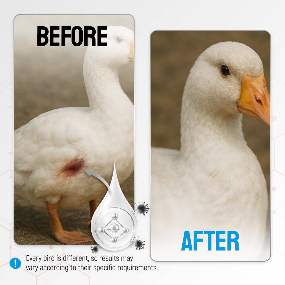 SILVER GRADE sans-antibiotiques : alternative naturelle pour volailles.