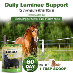 Silver Lining Herbs Laminae Support – sabots en vedette lors des soins.