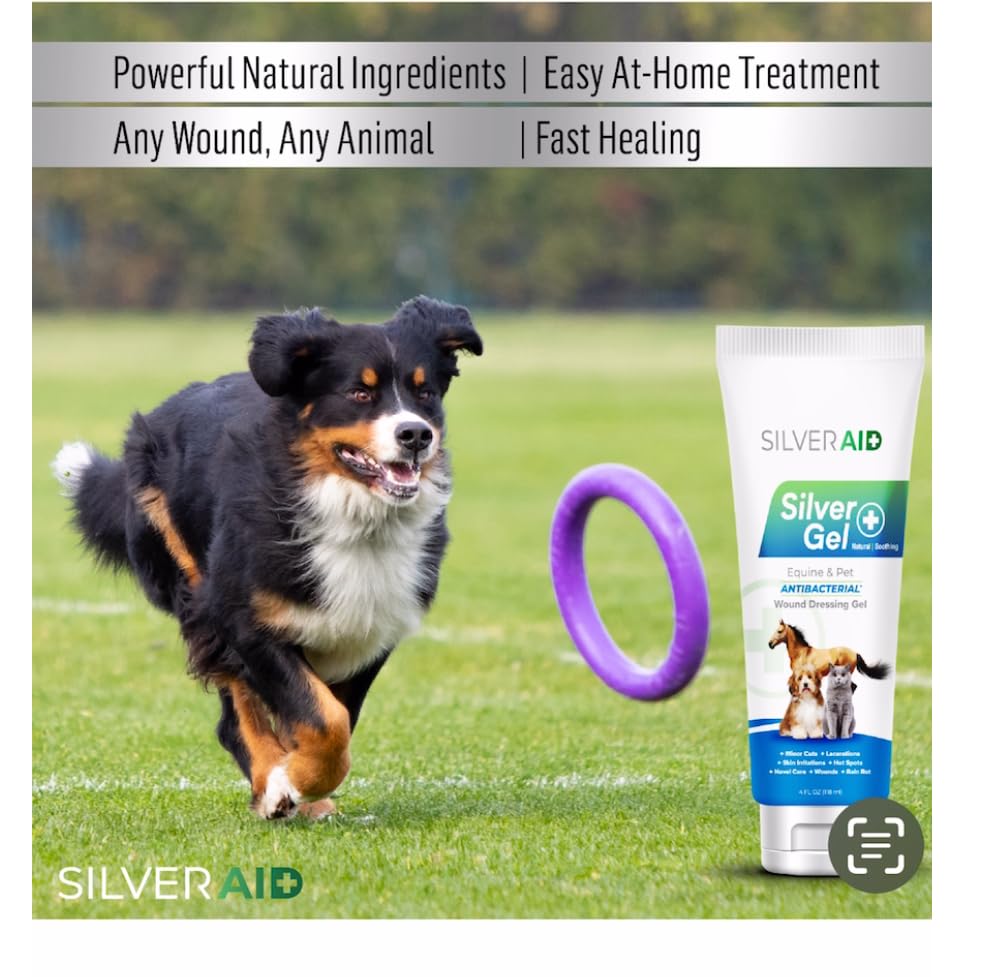 Application douce du gel SilverAid sur le chien, soin ciblé sans parfum.