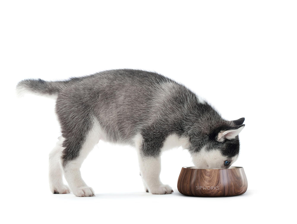 Bol Sipworks avec base anti-glissante pour repas stable