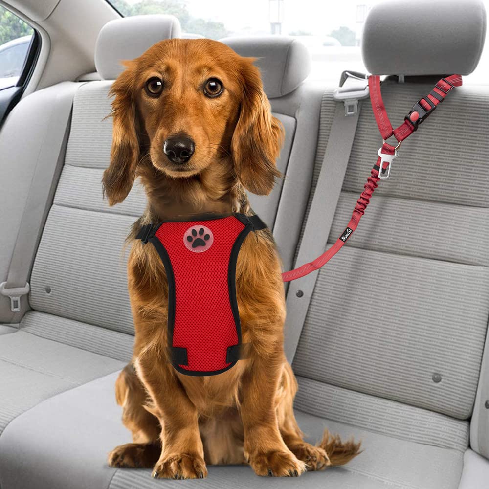 SlowTon pack deux ceintures pour chien pratique lors des déplacements
