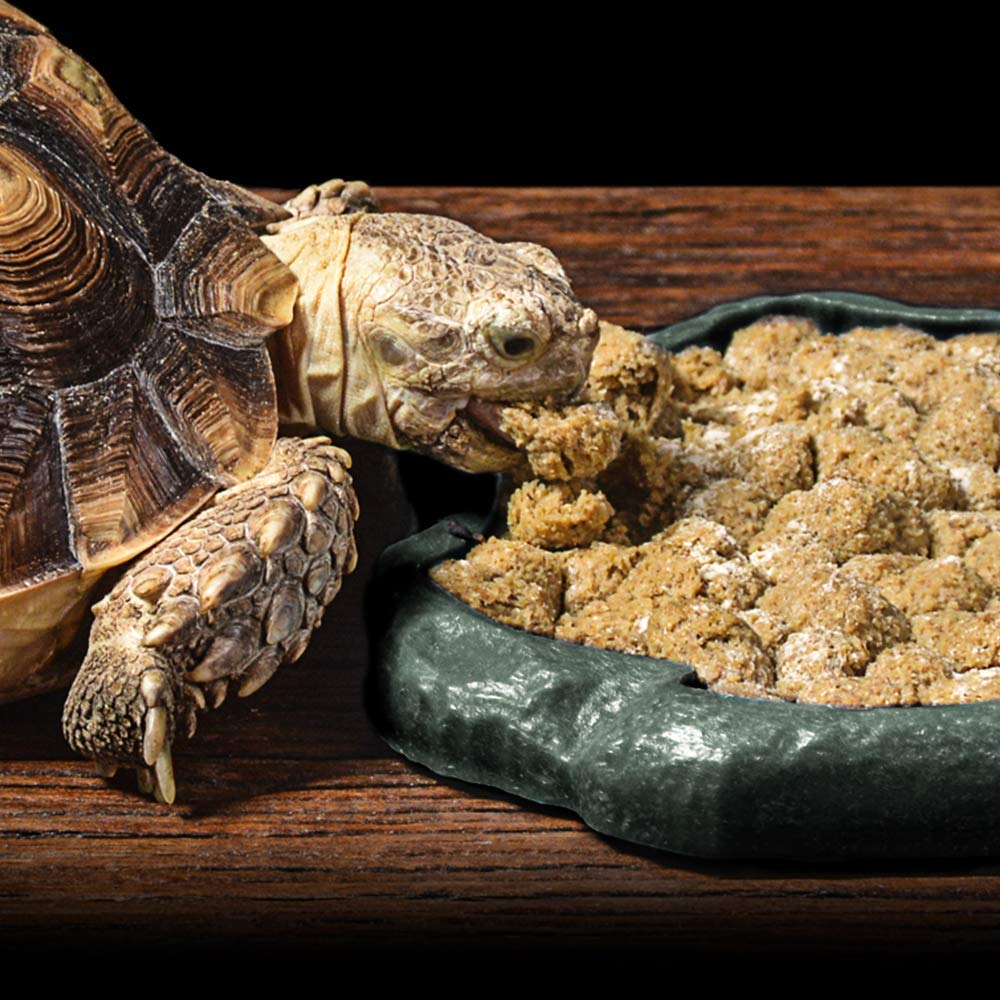 Utilisation polyvalente SLSON: nourriture et eau pour geckos et lézards.