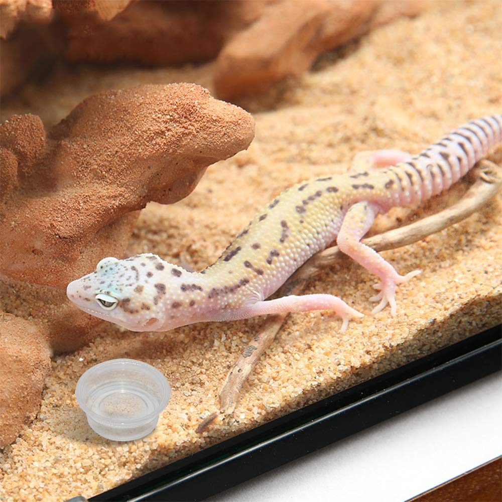 Coupelles Gecko 0,5 oz SLSON compatibles avec Gecko Feeding Ledge
